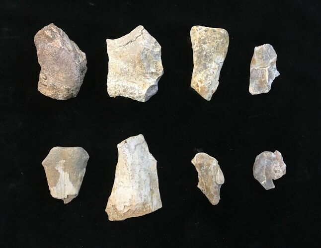 Clearance Lot: Permian Bones (Dimetrodon) from Texas - Pieces #215238